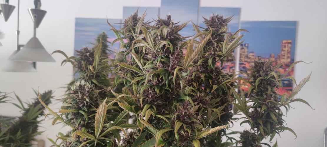 Lemon cherry Cookies Auto. Week 7