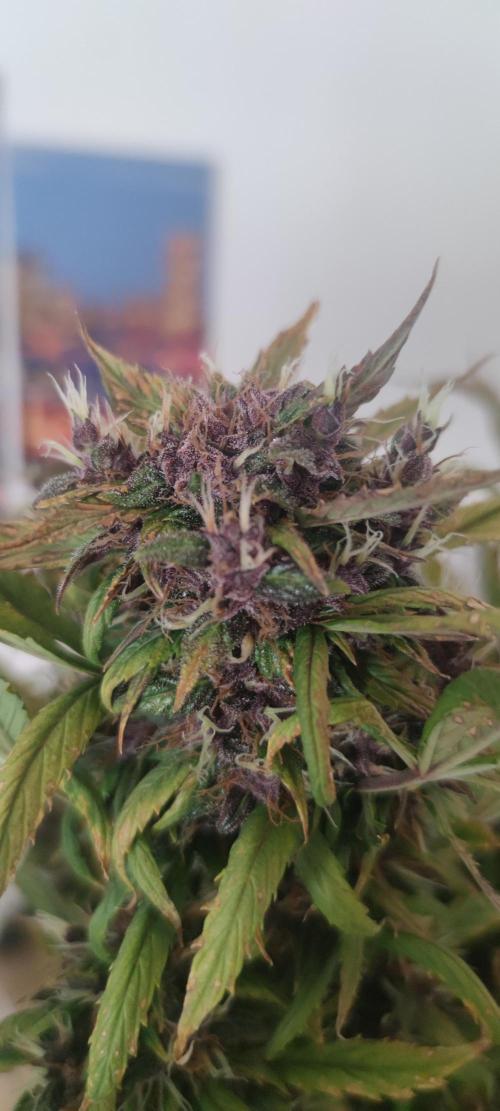 Lemon cherry Cookies Auto. Week 7