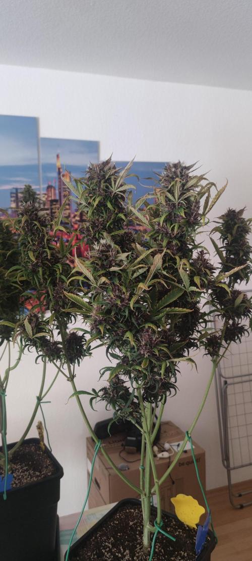 Lemon cherry Cookies Auto. Week 7