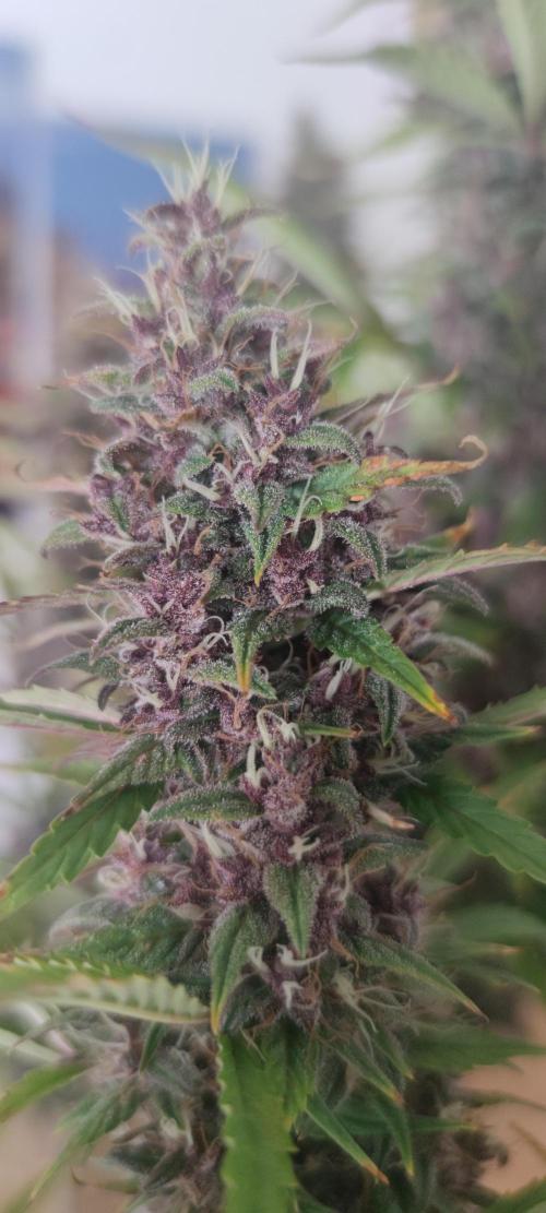 Lemon cherry Cookies Auto. Week 7