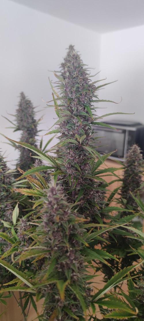 Lemon cherry Cookies Auto. Week 7