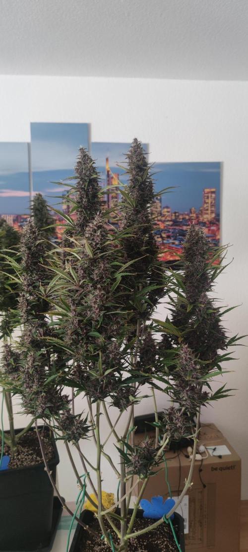 Lemon cherry Cookies Auto. Week 7