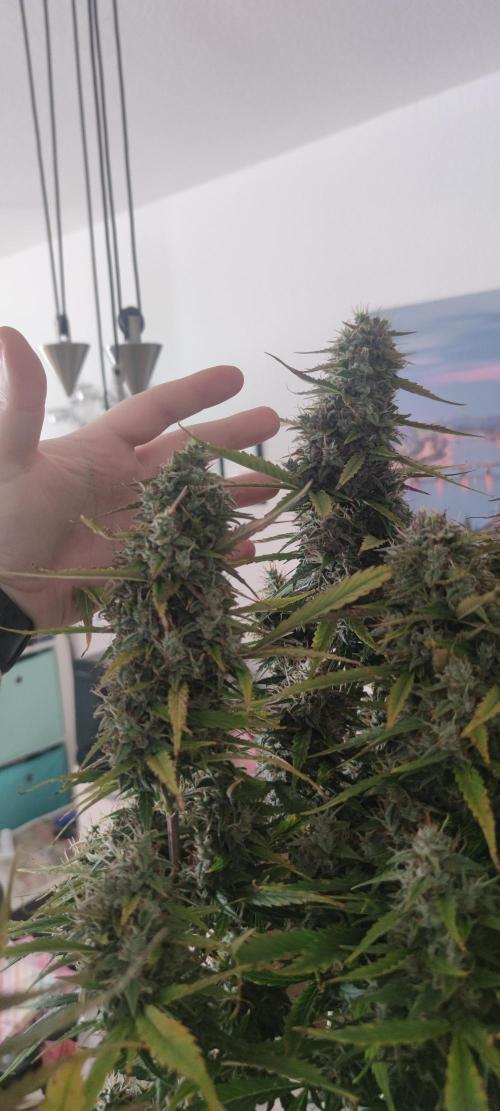 Lemon cherry Cookies Auto. Week 7