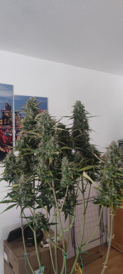 Lemon cherry Cookies Auto. Week 7