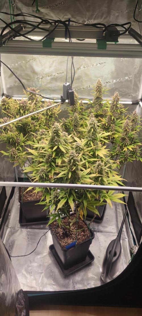 Lemon cherry Cookies Auto. Week 7