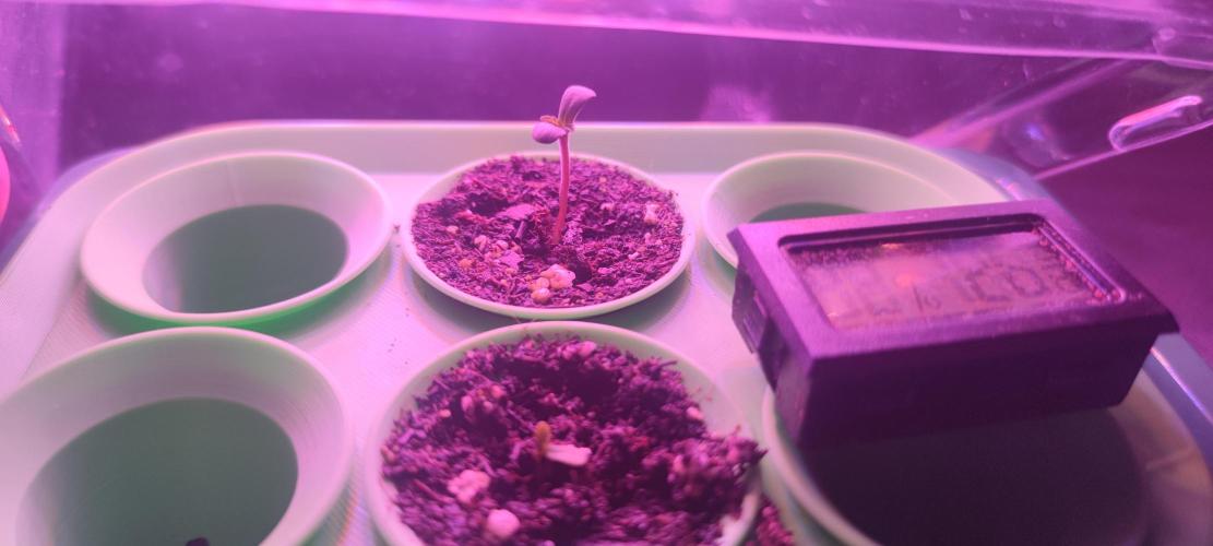 Watermelon Rqs photo. Week 0