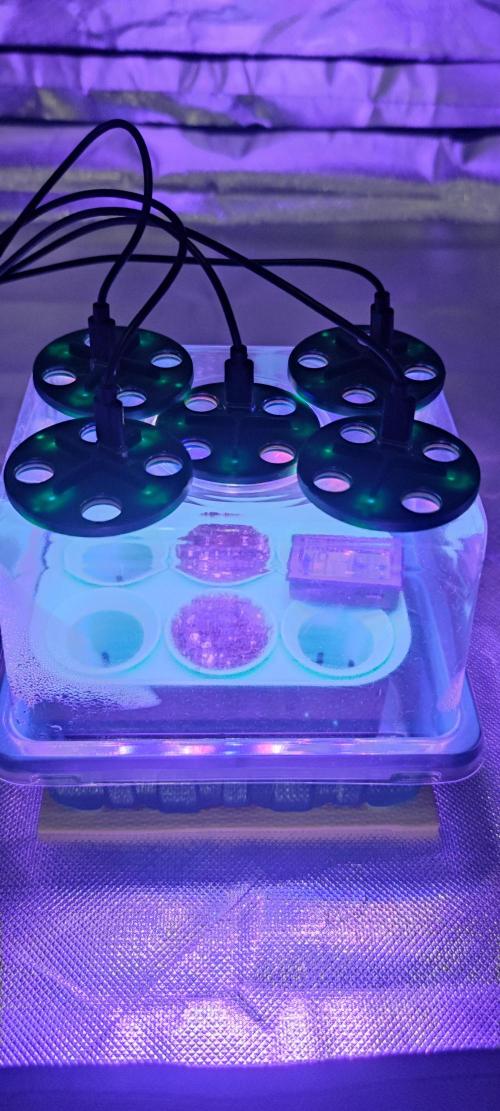 Watermelon Rqs photo. Week 0