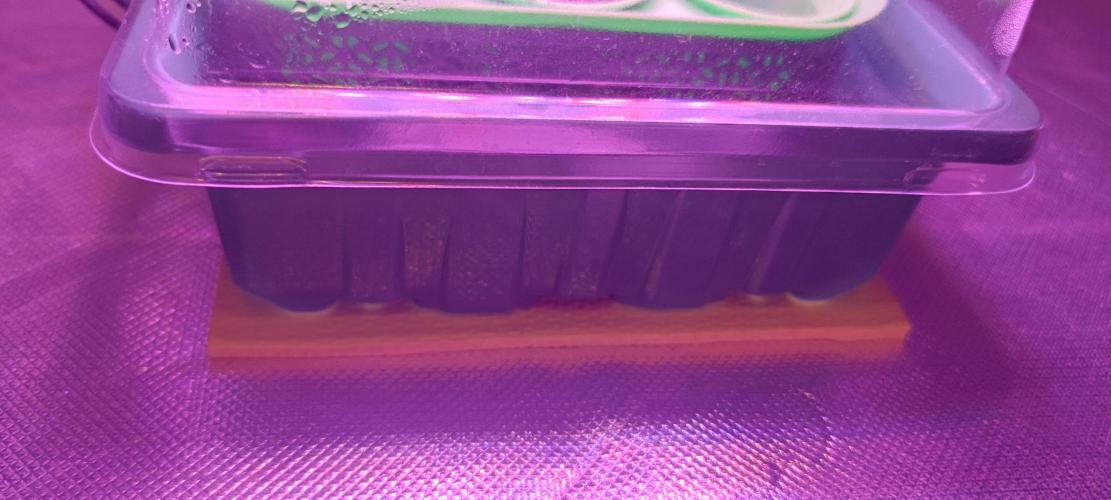 Watermelon Rqs photo. Week 0