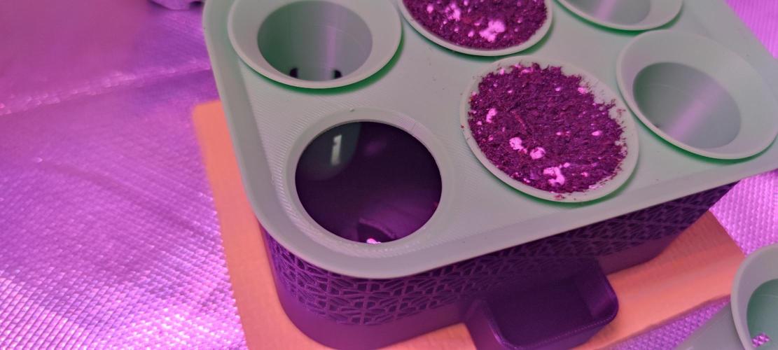 Watermelon Rqs photo. Week 0