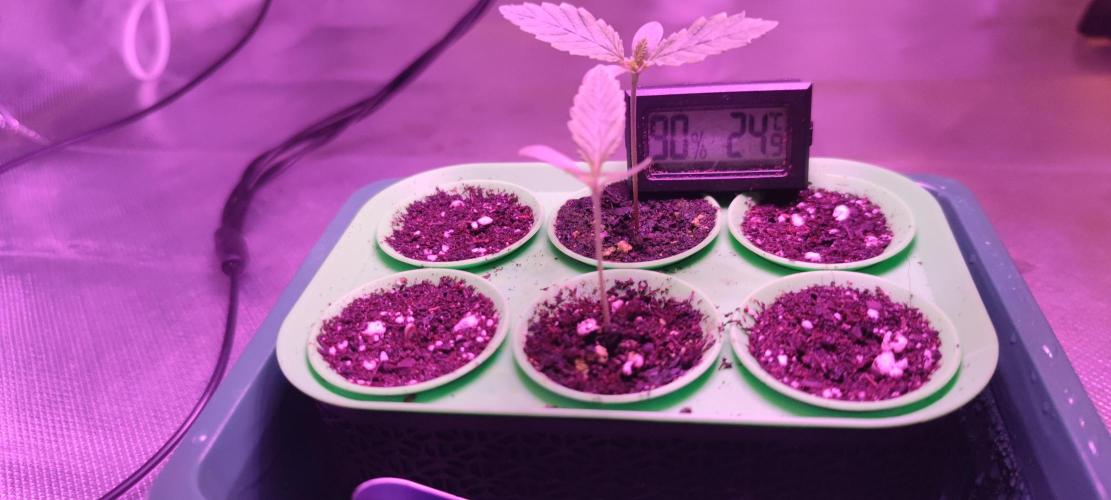 Watermelon Rqs photo. Week 0