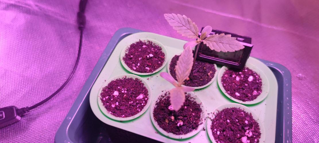 Watermelon Rqs photo. Week 0