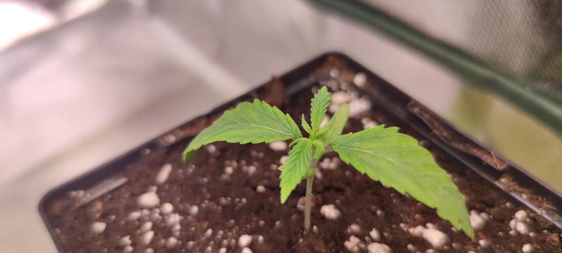 Watermelon Rqs photo. Week 0