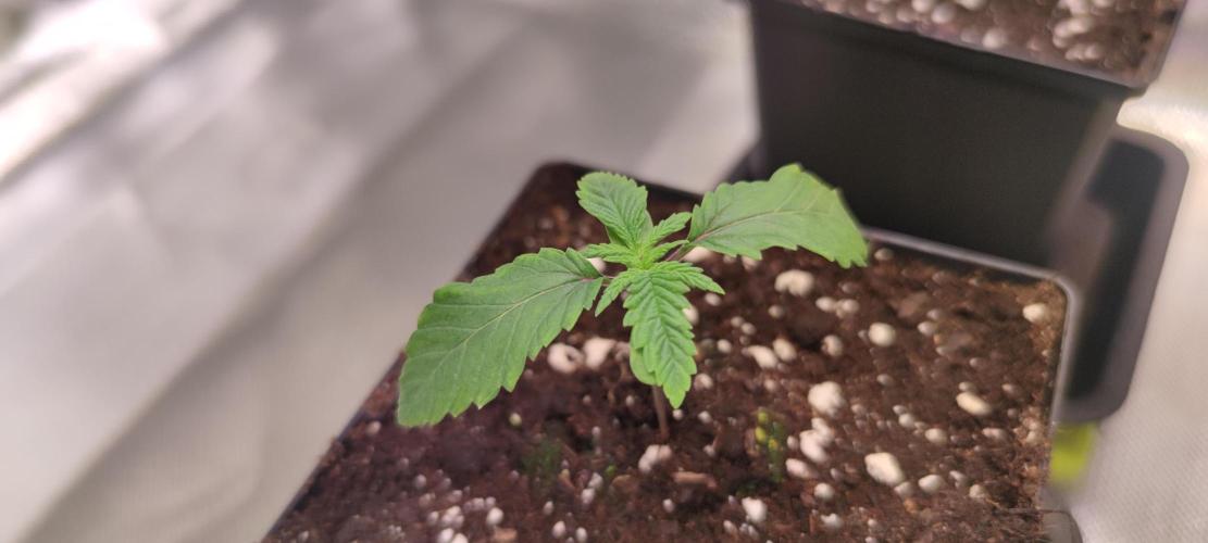 Watermelon Rqs photo. Week 0