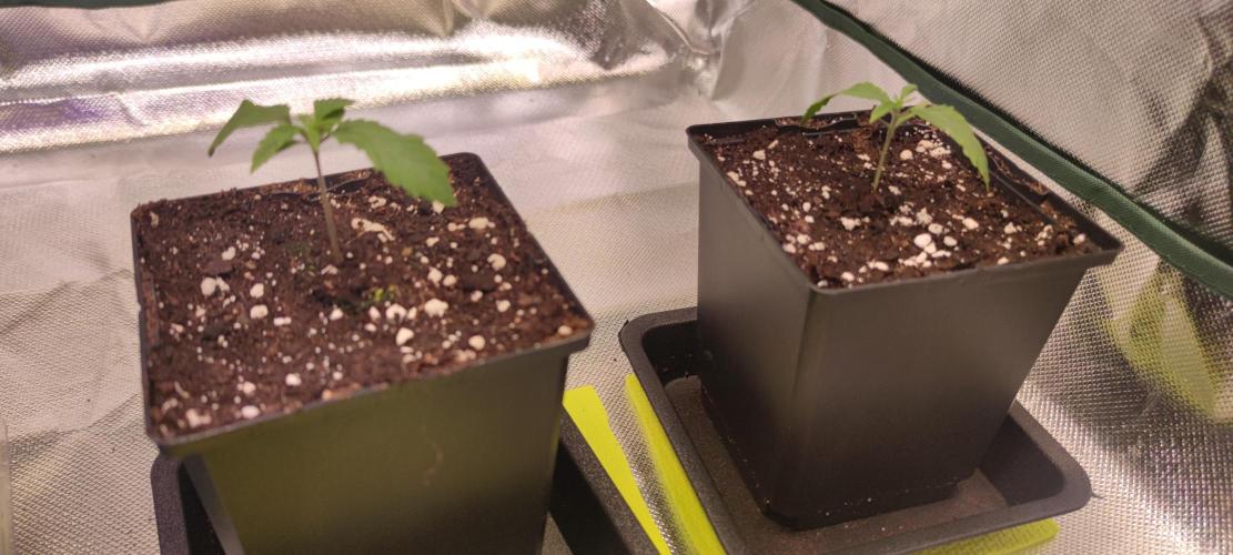 Watermelon Rqs photo. Week 0