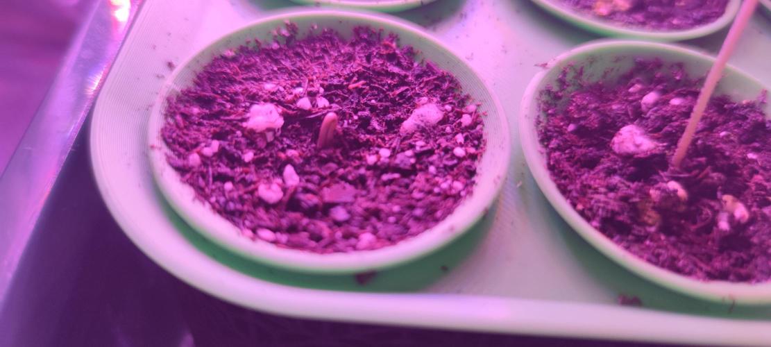 Sticky Broccoly. Week 0