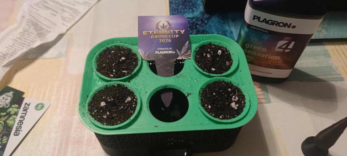 Sticky Broccoly. Week 0