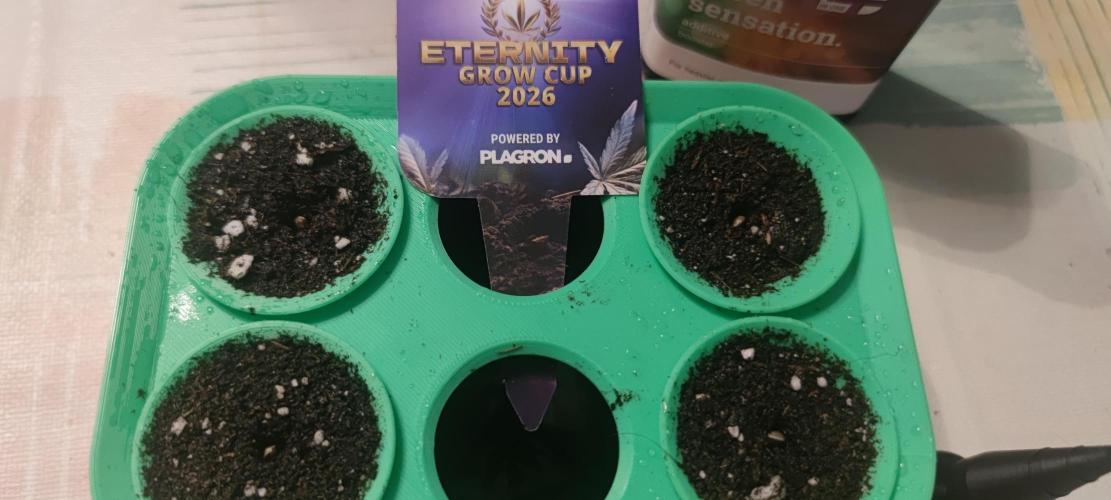 Sticky Broccoly. Week 0