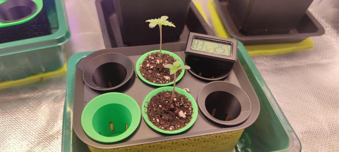 Sticky Broccoly. Week 0