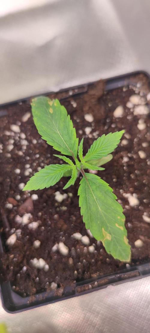 Watermelon Rqs photo. Week 0 - Nach dem umtopfen bekommen die keimblätter gelbe Flecken, hatte ich noch nicht