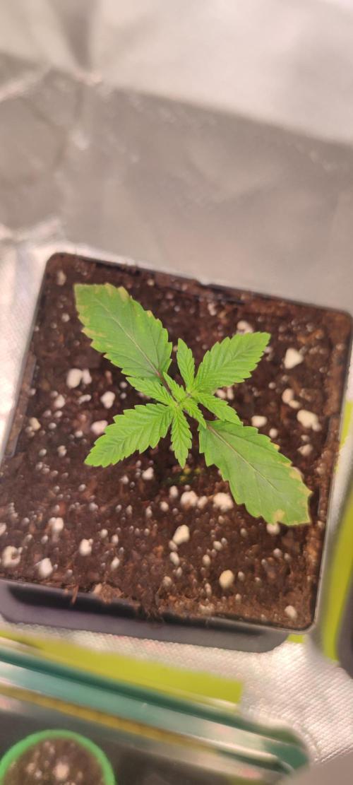 Watermelon Rqs photo. Week 0 - Bei beiden gelbe blätter