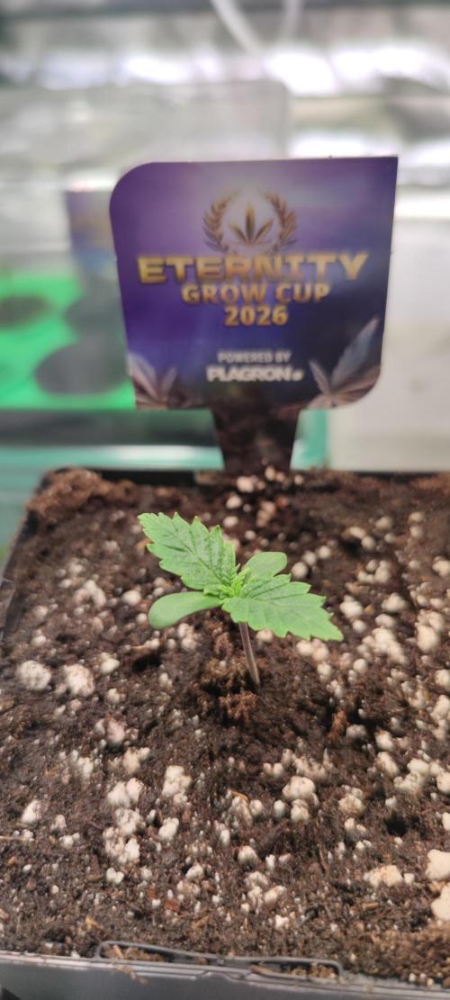 Sticky Broccoly. Week 0