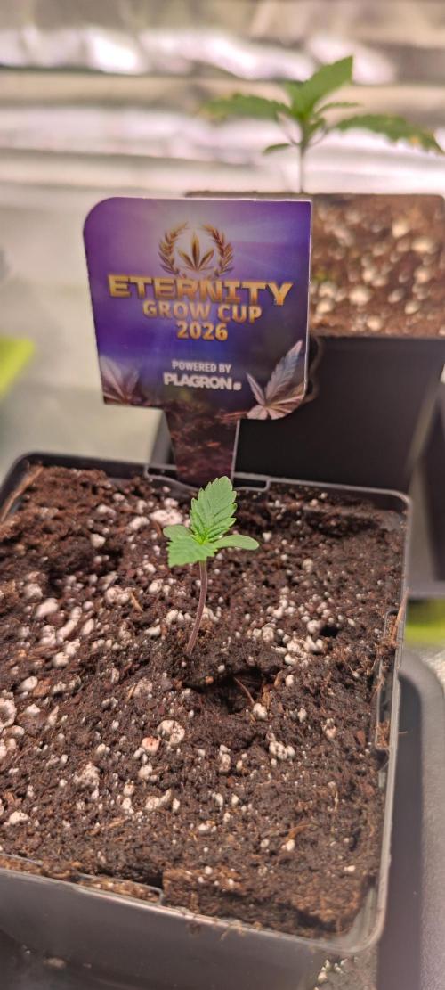 Sticky Broccoly. Week 0