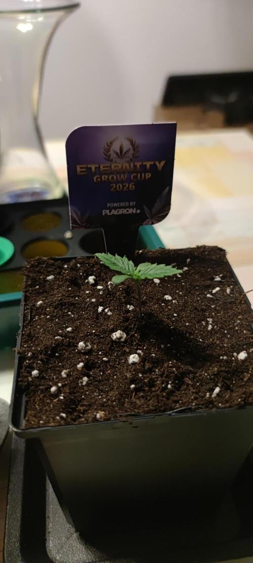 Sticky Broccoly. Week 0