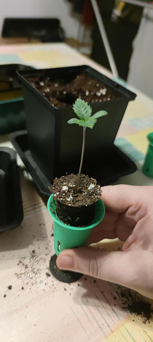 Sticky Broccoly. Week 0