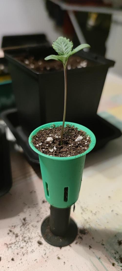 Sticky Broccoly. Week 0