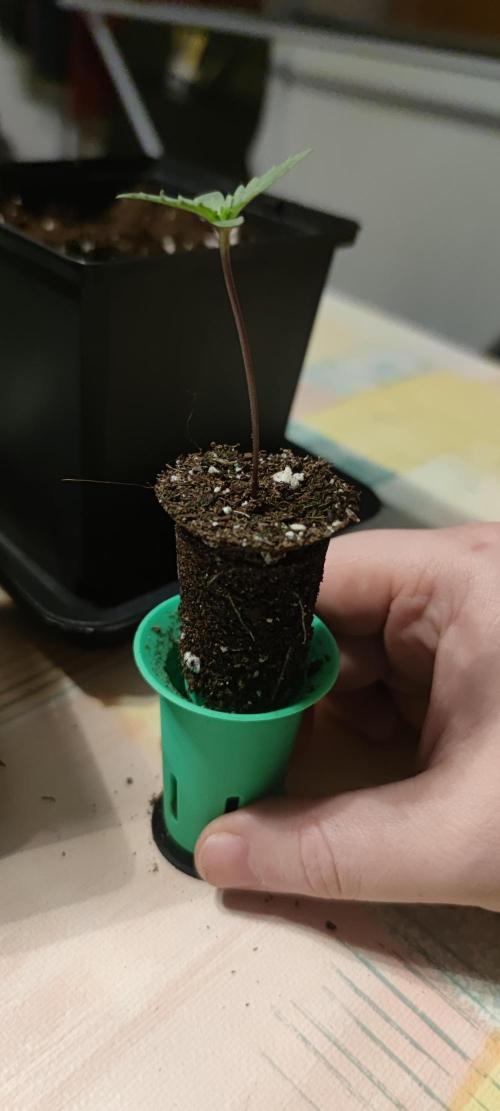 Sticky Broccoly. Week 0