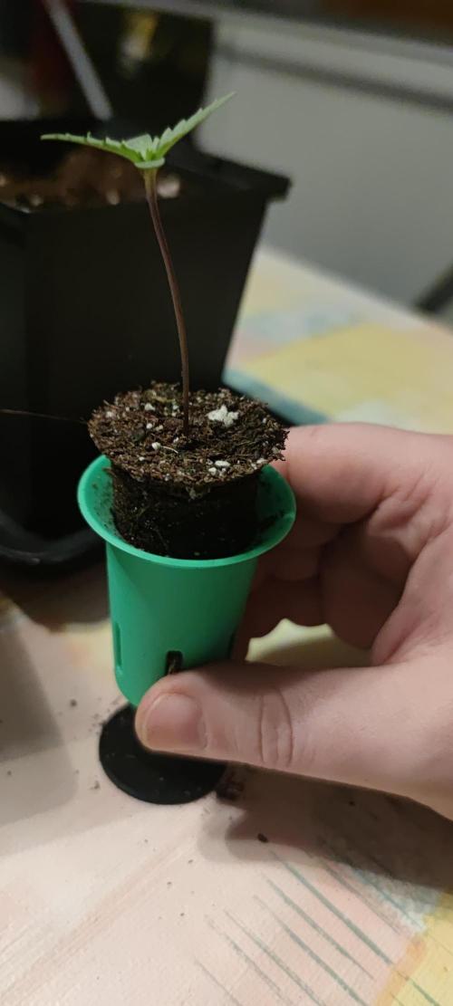 Sticky Broccoly. Week 0