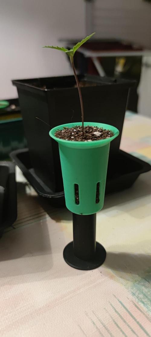 Sticky Broccoly. Week 0