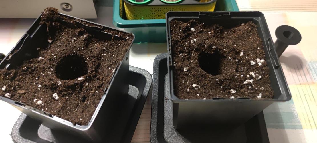 Sticky Broccoly. Week 0