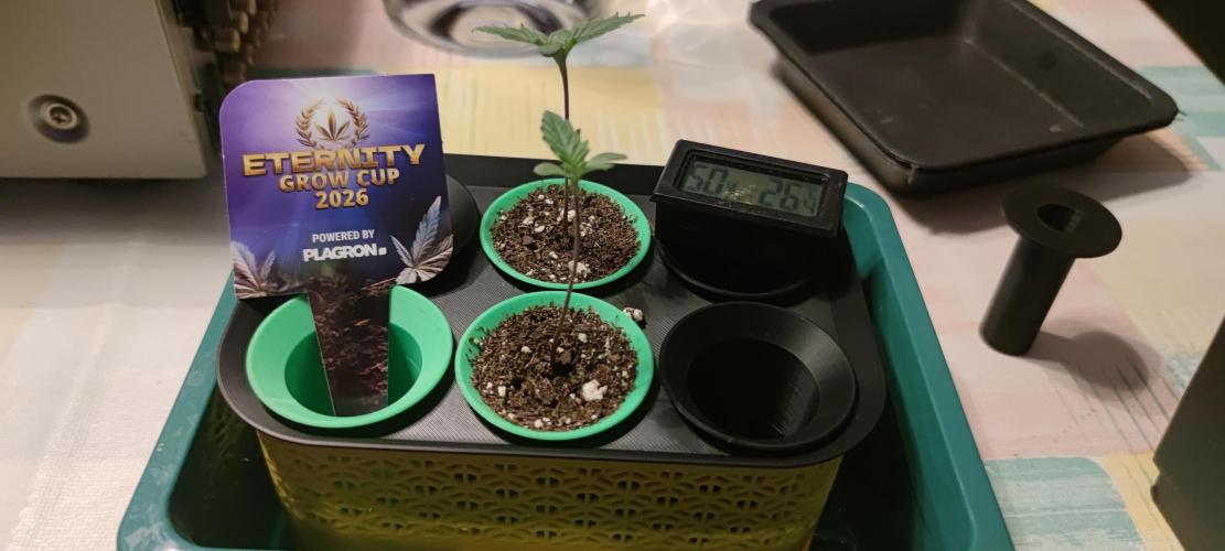 Sticky Broccoly. Week 0