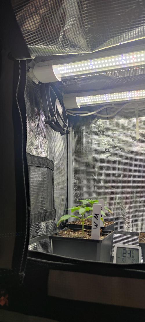 Watermelon Rqs photo. Week 0