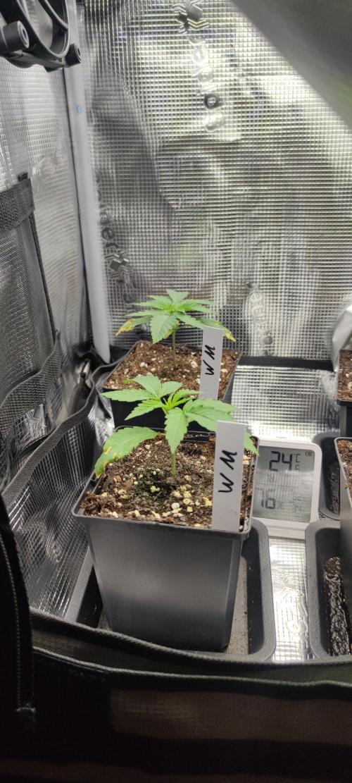 Watermelon Rqs photo. Week 0