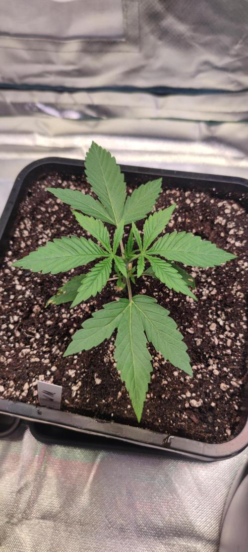 Watermelon Rqs photo. Week 1