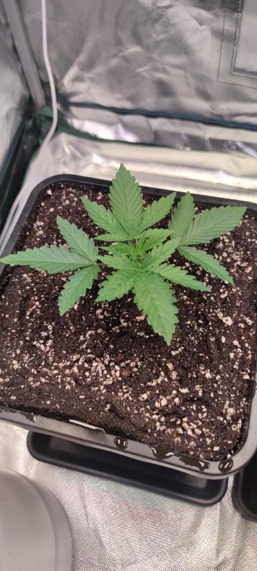 Watermelon Rqs photo. Week 1