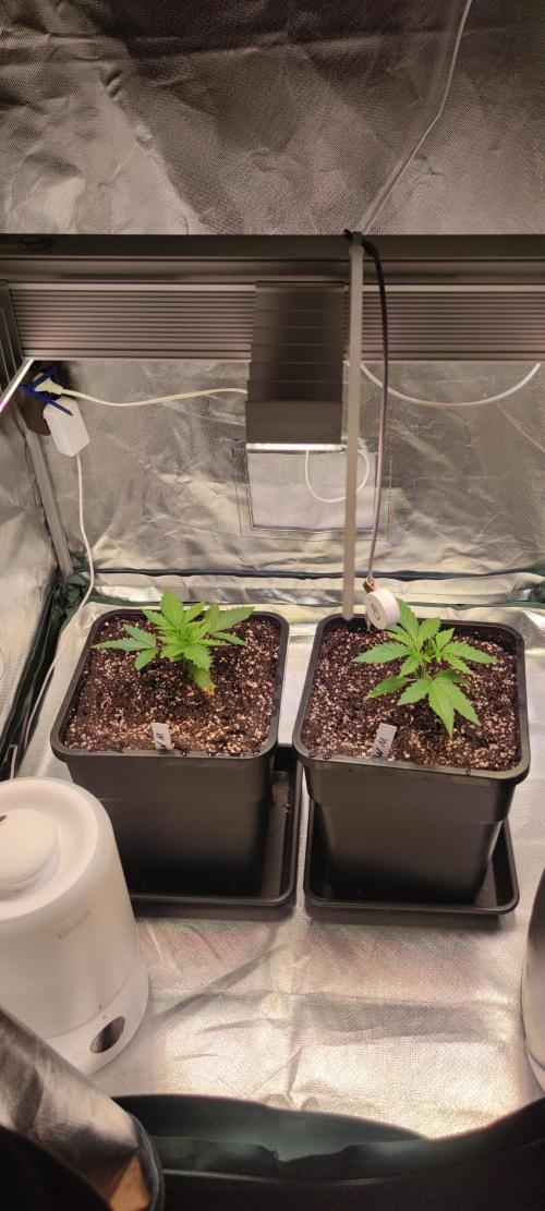 Watermelon Rqs photo. Week 1