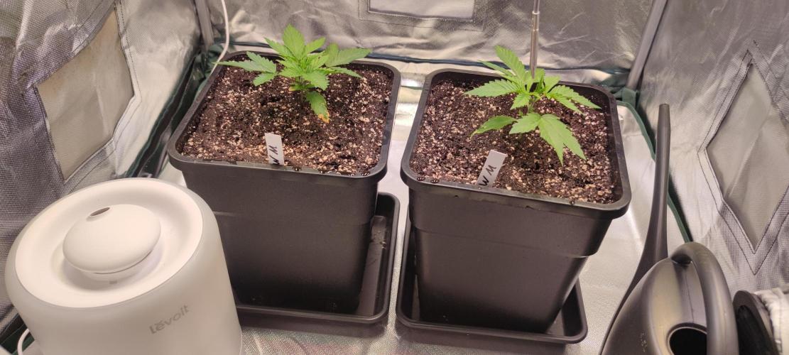 Watermelon Rqs photo. Week 1