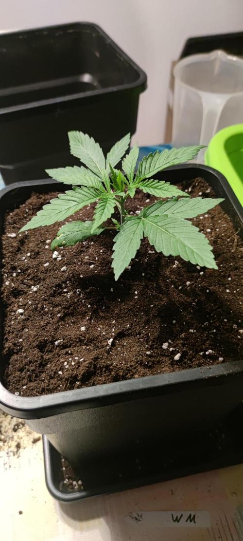 Watermelon Rqs photo. Week 1