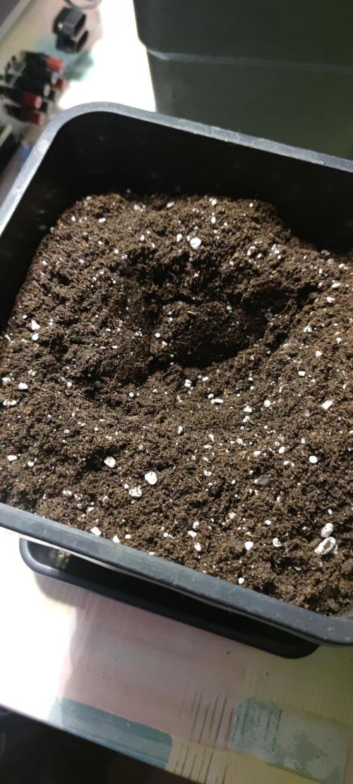 Watermelon Rqs photo. Week 1