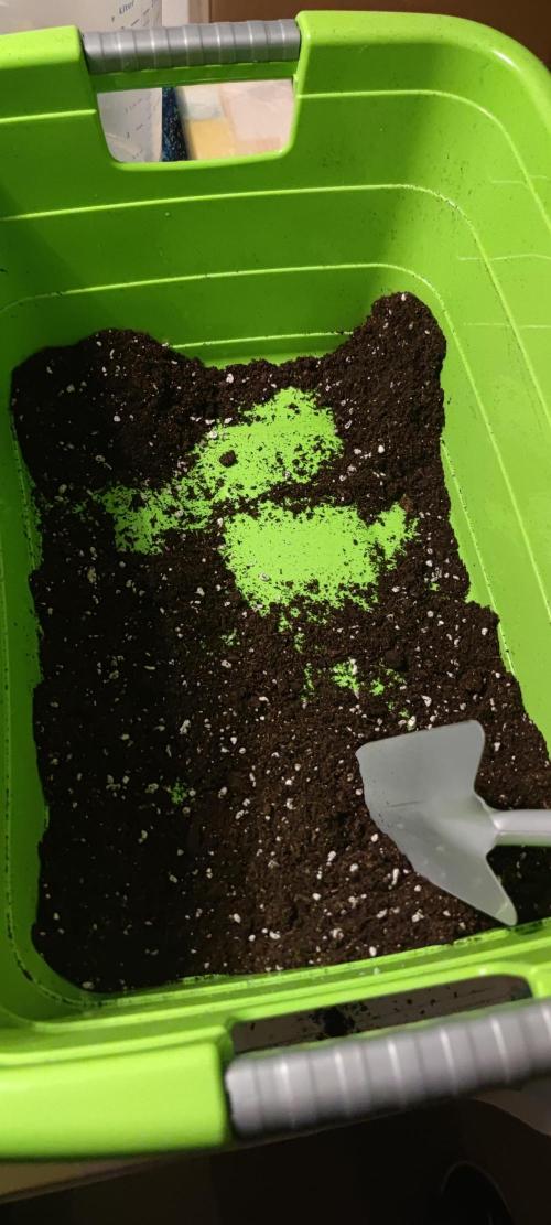 Watermelon Rqs photo. Week 1