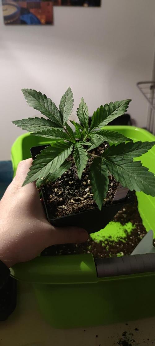 Watermelon Rqs photo. Week 1