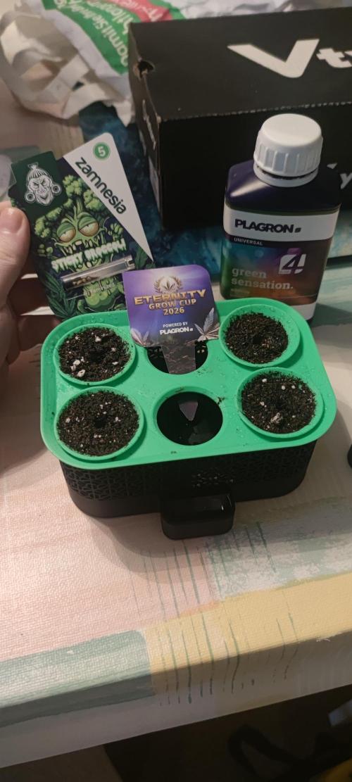 Eternity Grow Sticky Broccoli. Week 0