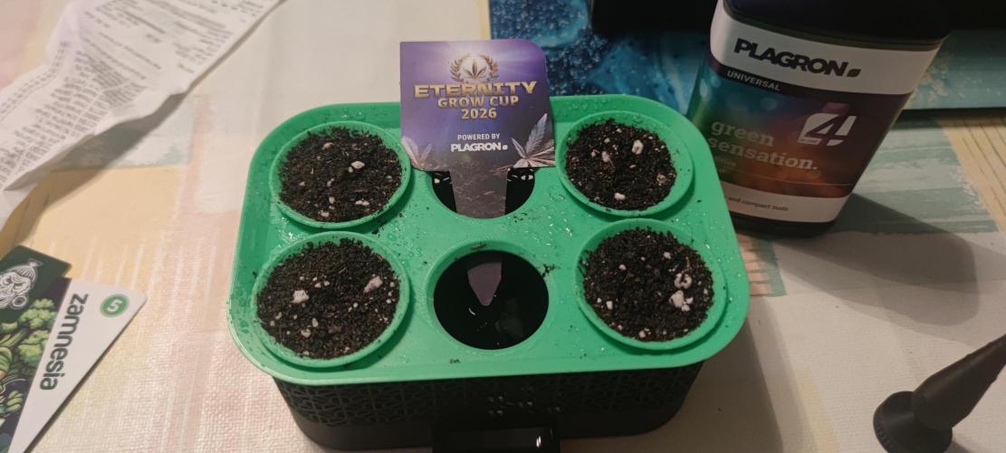 Eternity Grow Sticky Broccoli. Week 0