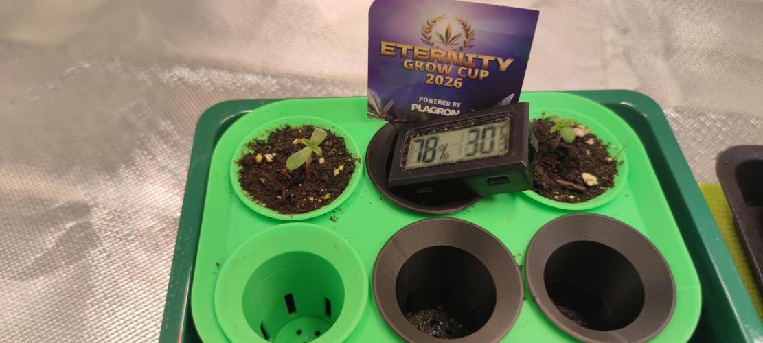 Eternity Grow Sticky Broccoli. Week 0