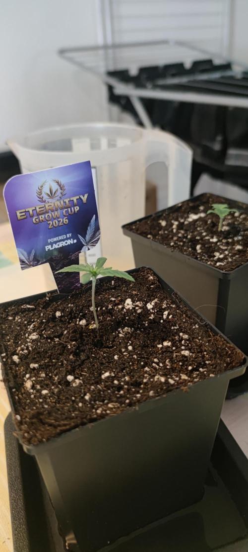 Eternity Grow Sticky Broccoli. Week 0