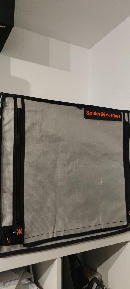 Eternity Grow Sticky Broccoli. Week 0