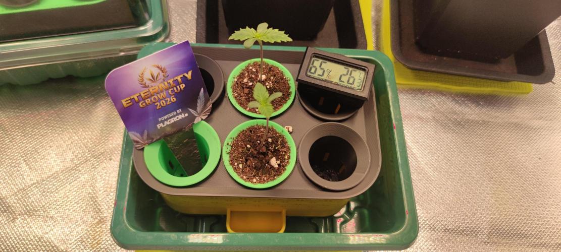 Eternity Grow Sticky Broccoli. Week 0
